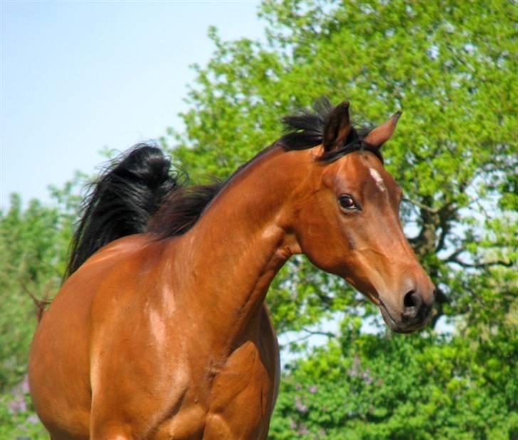 Anden særlig race Sani Cheval billede 5