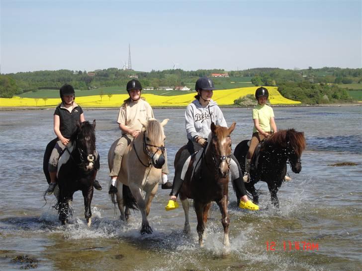 Anden særlig race - Warzakki :')  - 9 | Rigtig hyggelig dag! Pigerne og jeg ved stranden :D. Fra venstre; Maja&Armarnis, Krølle&Jarl, Zakki&jeg og Trine&Thor. Taget d. 12.05.08 af moar :D billede 9