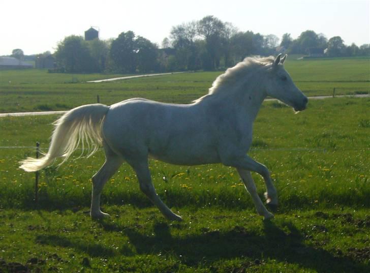 Anden særlig race Bine (solgt) - galop... billede 13