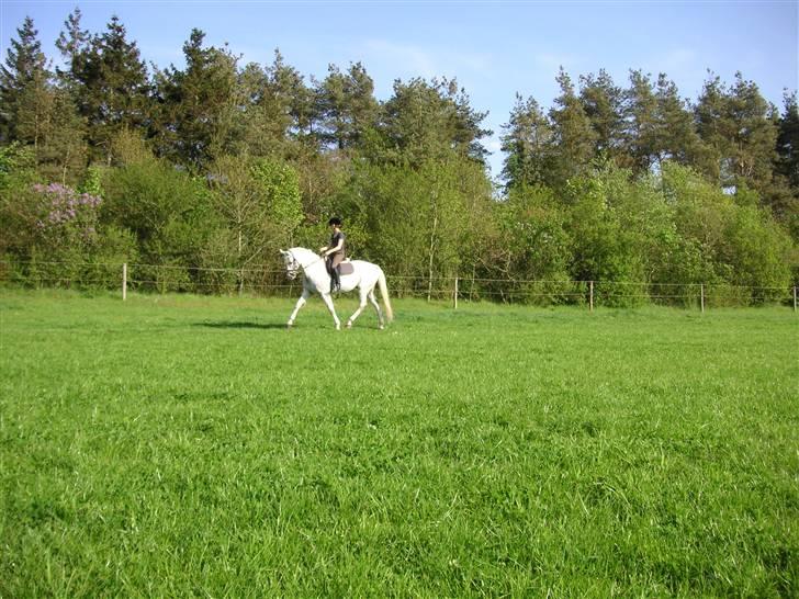 Dansk Varmblod Jestis Archimedes*solgt* billede 12