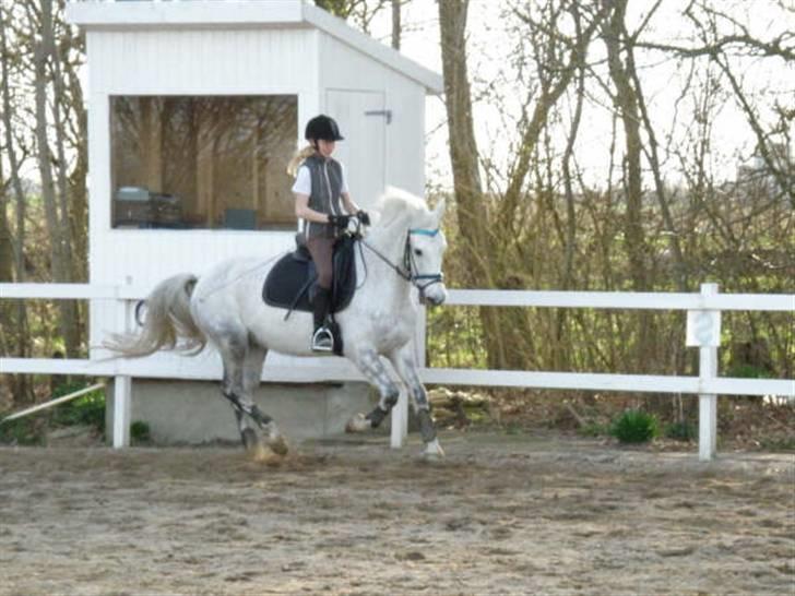 Anden særlig race Åge<33 - dressur træning d. 06-04-09 Foto: Maria G ;)  billede 19