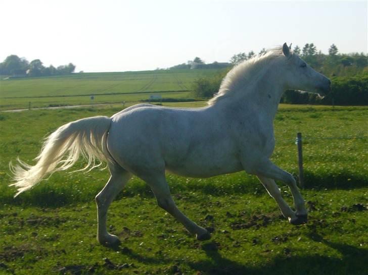 Anden særlig race Bine (solgt) - super flot galop til sidst:-) lig endelig en kommentar ... billede 20