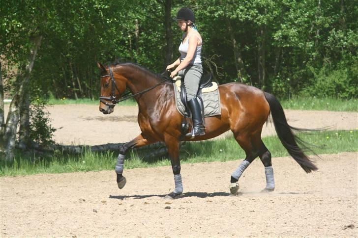 Dansk Varmblod Heinsgårdens Lavita RDH - Letridning :P billede 11