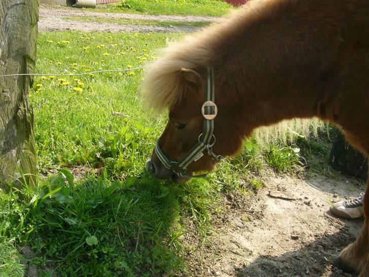 Shetlænder - Tango  †  Min engel!  † billede 10