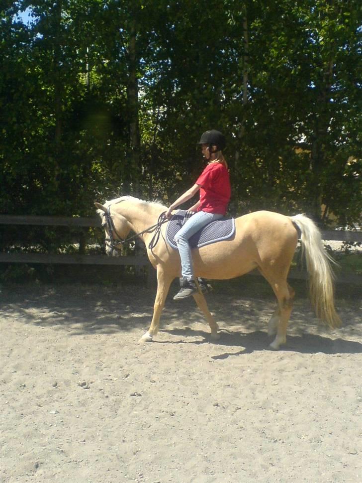 Palomino Dixie.  billede 18