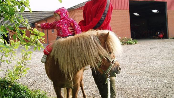Shetlænder - Tango  †  Min engel!  † - Lille Linea på 1 år, får en lille ridetur på Tango <3 Han er så sød :D billede 11