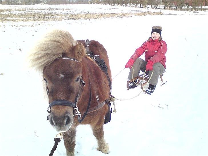 Shetlænder - Tango  †  Min engel!  † - Tango med kælk, for første gang (: SÅ dygtig ! billede 12