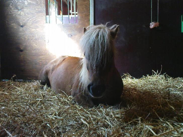 Shetlænder - Tango  †  Min engel!  † - Godnat :D billede 13