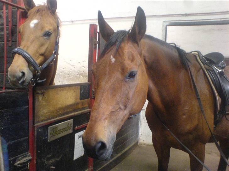 Anden særlig race Ramses Aflivet :'( - Heeeej og velkommen til Ramses og vores  profil :) her på billede er det Ramses og Bambi billede 1