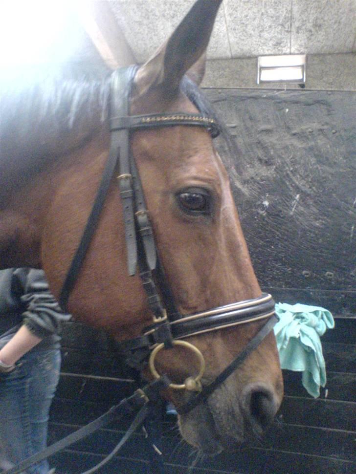 Anden særlig race Ramses Aflivet :'( - Er han ikke bare sød billede 2