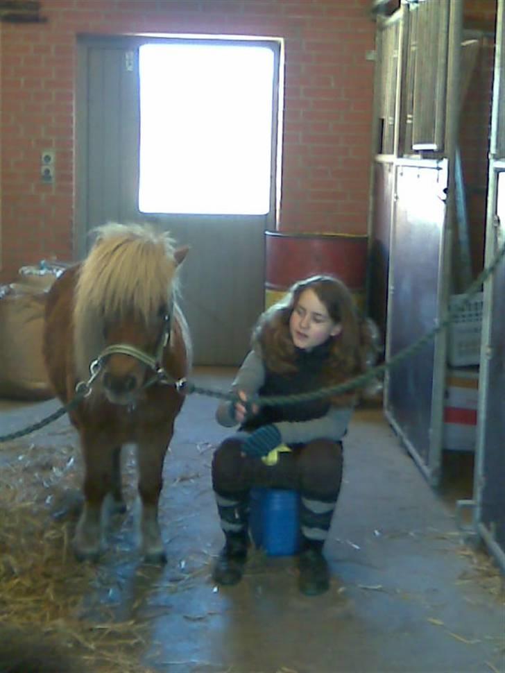 Shetlænder - Tango  †  Min engel!  † - Striling:) billede 14