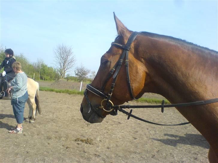 Anden særlig race Ramses Aflivet :'( - Når se lige den smukke hest :) billede 3