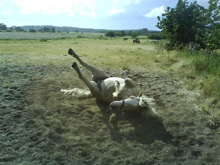 Haflinger sander (Gl. part) - sander ruller sig hehe billede 7