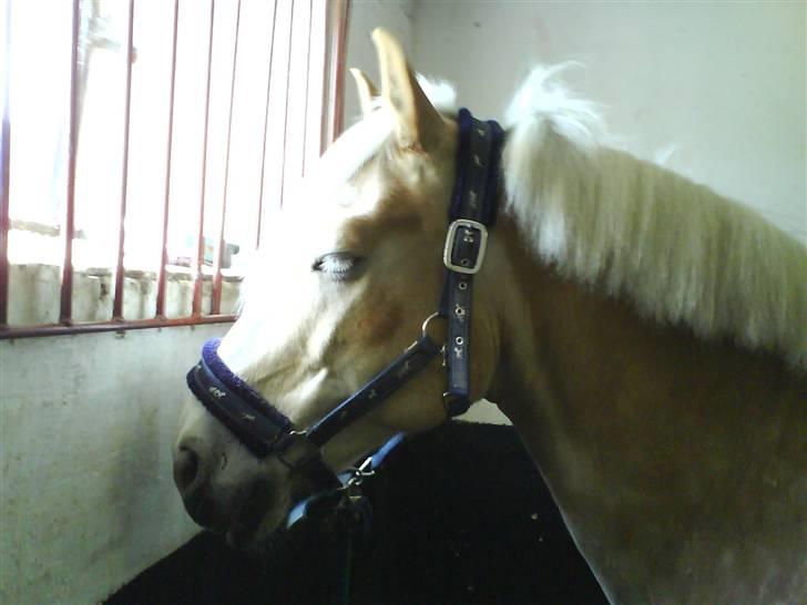 Haflinger sander (Gl. part) - hva er det?:=) billede 8