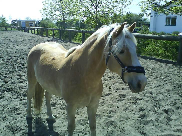 Haflinger sander (Gl. part) - sander på folden billede 9