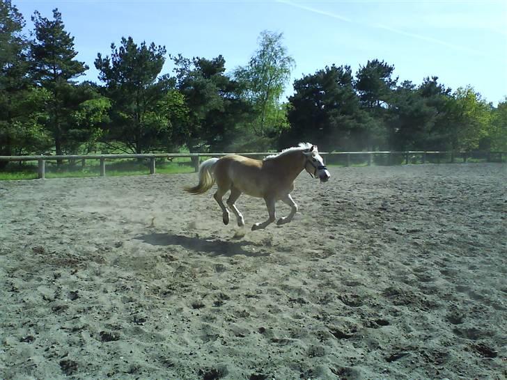 Haflinger sander (Gl. part) - sander hygger dig på folden med de andre heste:D billede 10