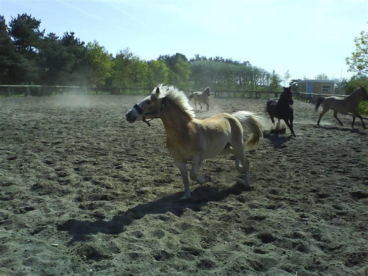 Haflinger sander (Gl. part) - sander med de andre igen billede 11