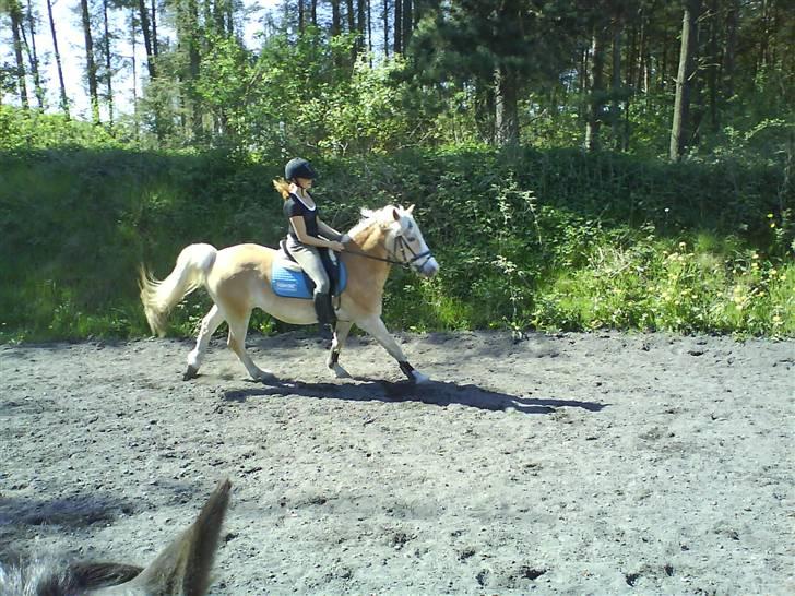 Haflinger sander (Gl. part) - galop:D billede 13
