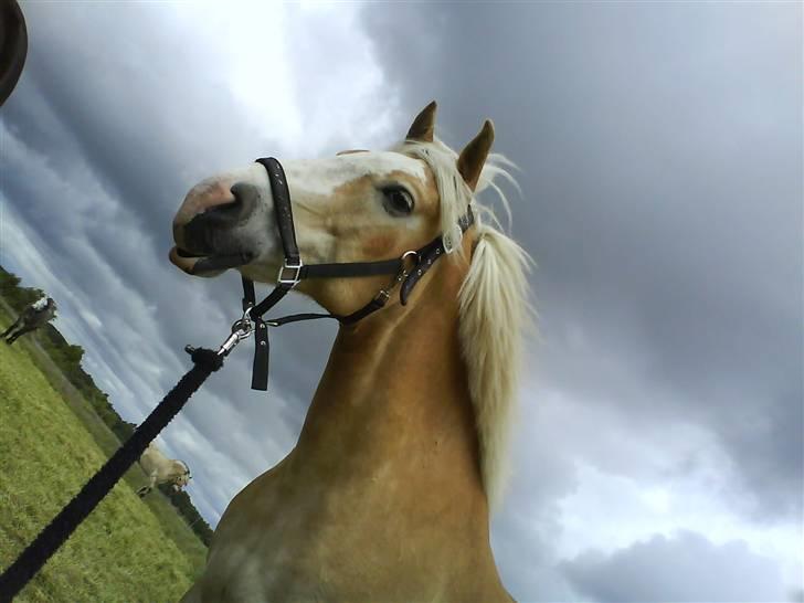 Haflinger sander (Gl. part) - sander i profil:D billede 14