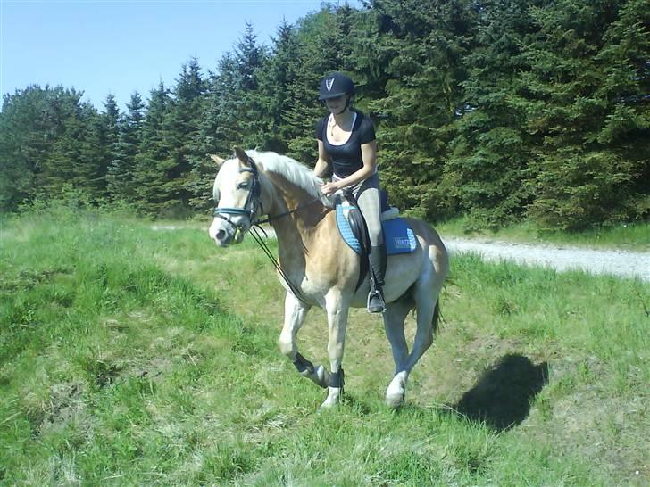 Haflinger sander (Gl. part) - nøj:D billede 15