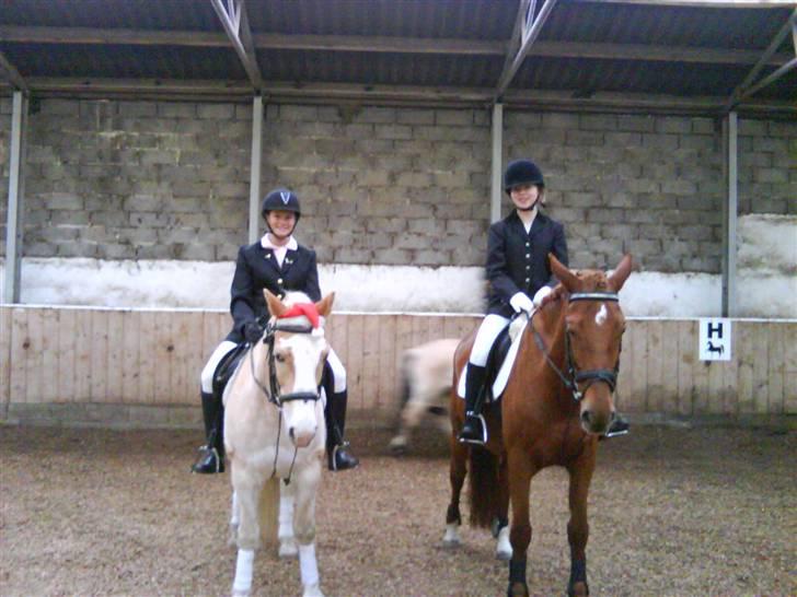 Haflinger sander (Gl. part) - stævne 6/12-08 lullu og sander billede 16