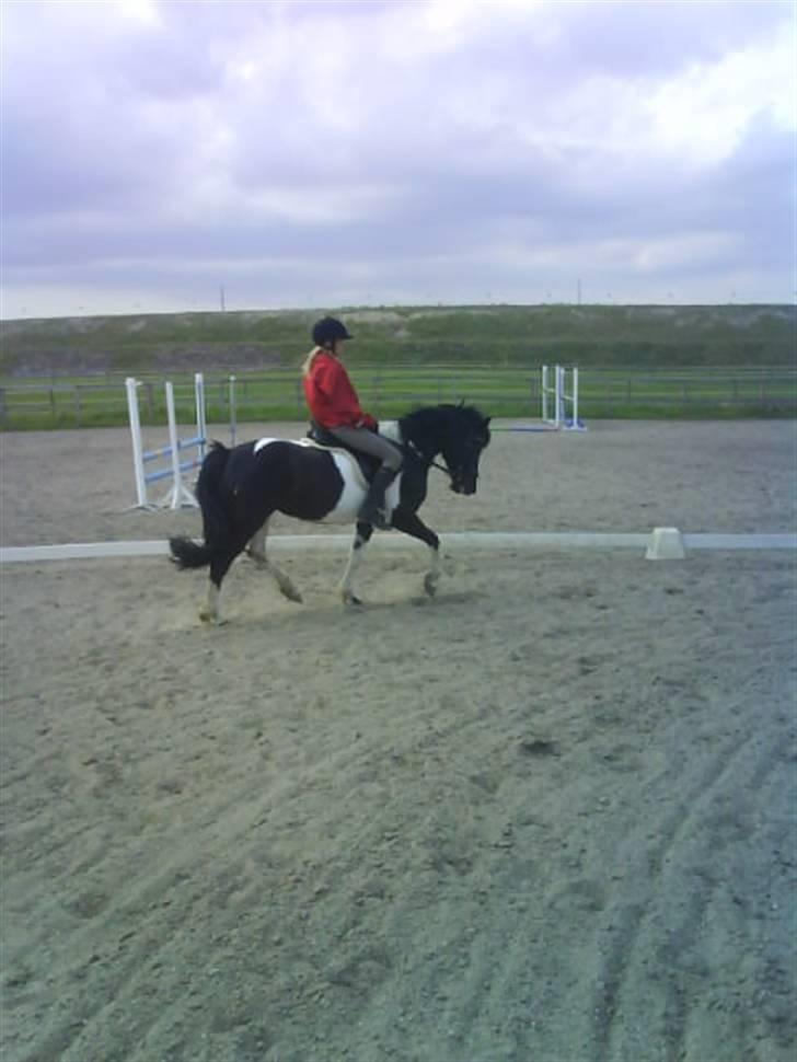 Anden særlig race Anniisa *GAMMEL PART* - Fantastisk !! billede 2