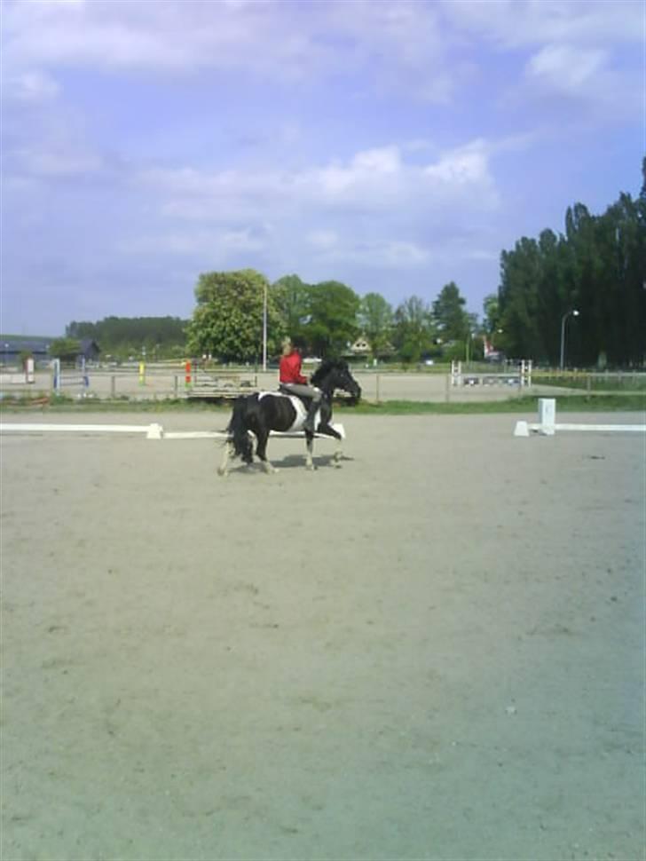 Anden særlig race Anniisa *GAMMEL PART* - Her kommer vi.. billede 9