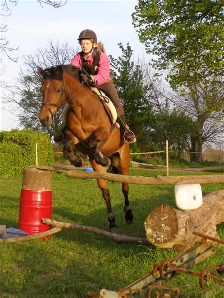 New Forest Starlace - derhjemme sommeren 2007 d: foto: Nicoline (sis) billede 12