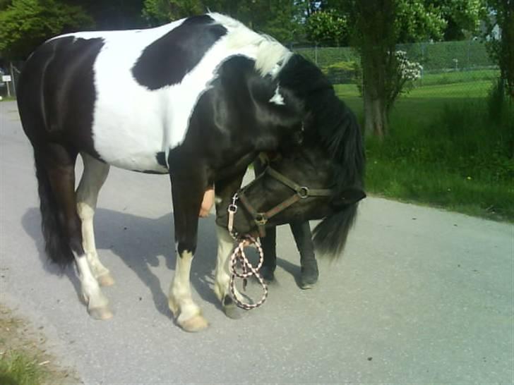 Anden særlig race Anniisa *GAMMEL PART* - Se hvor god jeg er !! billede 10