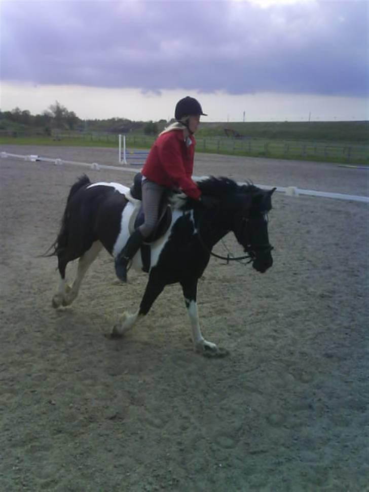 Anden særlig race Anniisa *GAMMEL PART* billede 14