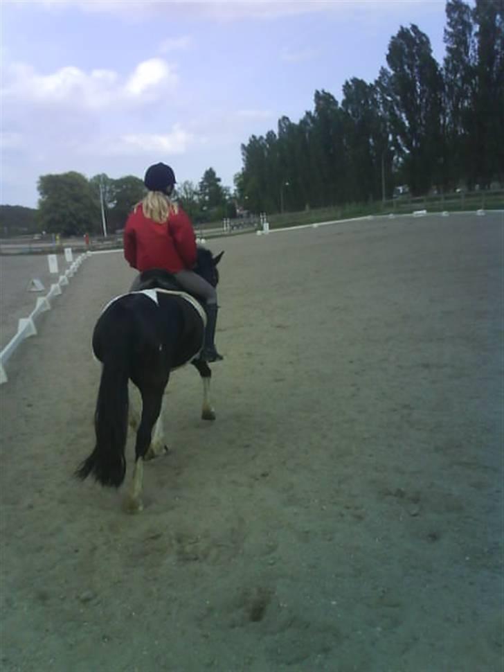 Anden særlig race Anniisa *GAMMEL PART* - Ses billede 15