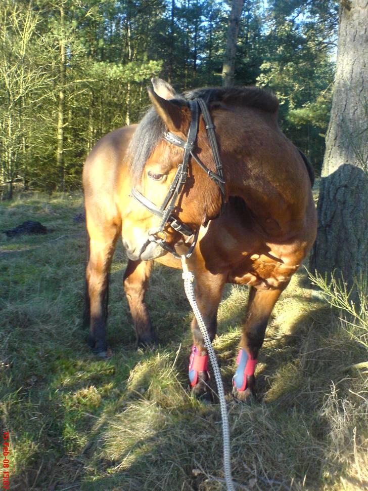 Anden særlig race Laban (søsters)- solgt billede 1