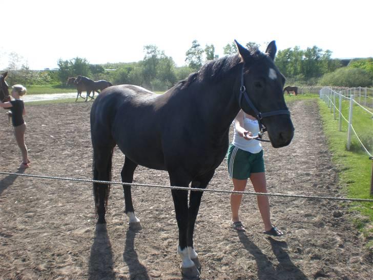 Dansk Varmblod Flintegårdens Chagall R.I.P. billede 3