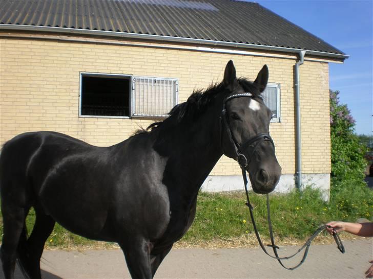 Dansk Varmblod Flintegårdens Chagall R.I.P. billede 4