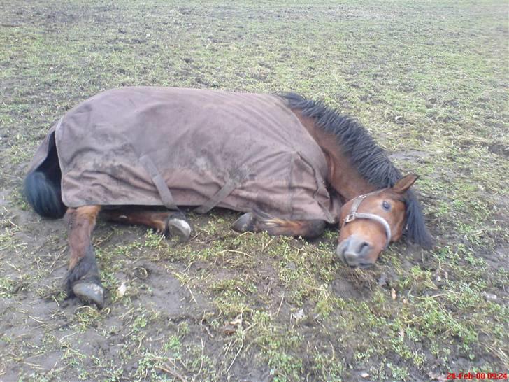 Anden særlig race Laban (søsters)- solgt billede 2