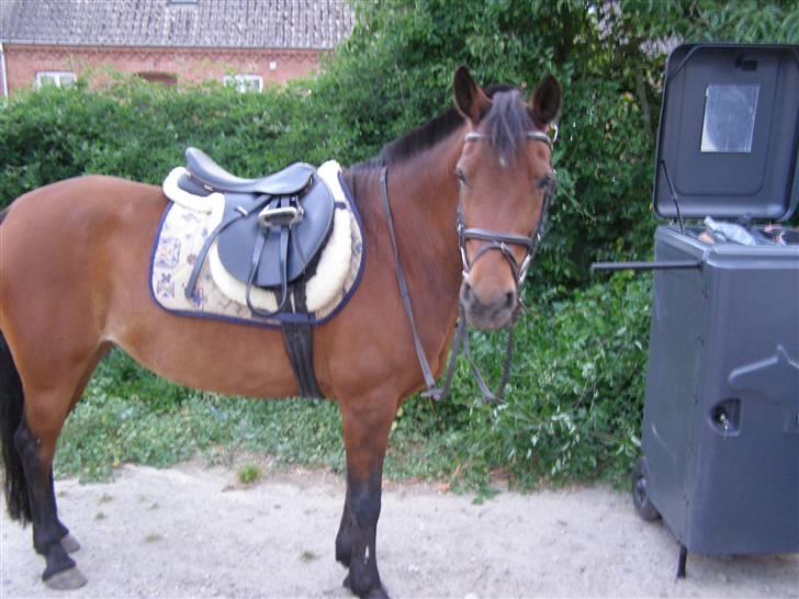 New Forest Starlace - tykke starlace ! foto: mig billede 13