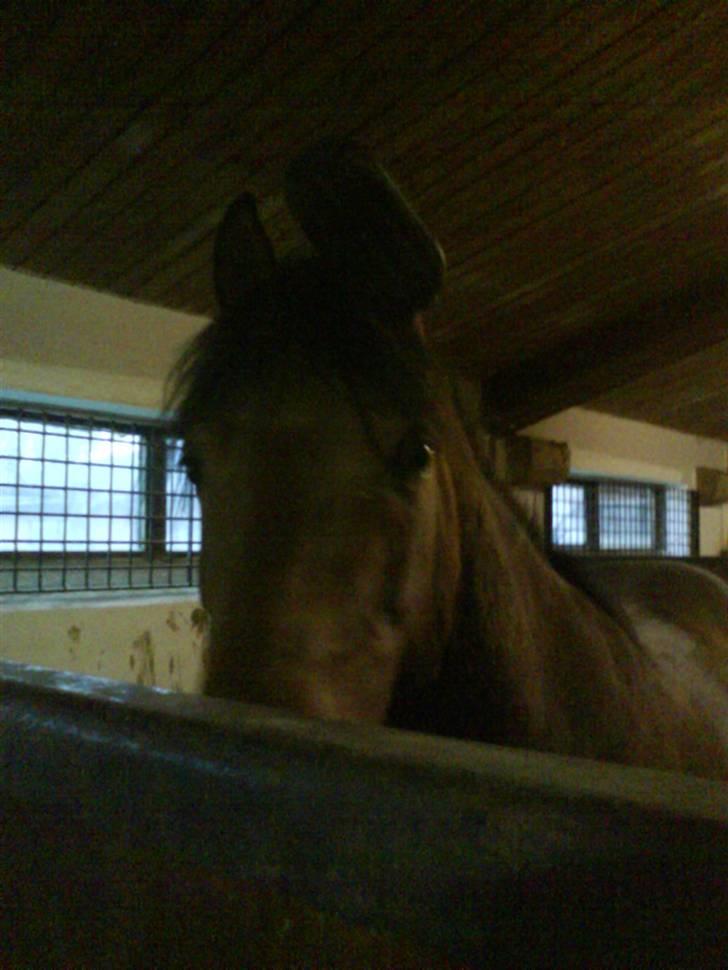 Anden særlig race Laban (søsters)- solgt - Laban Med en strigle på øreret :P billede 3