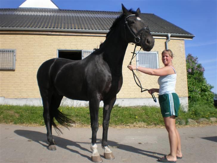 Dansk Varmblod Flintegårdens Chagall R.I.P. billede 5