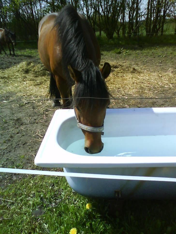 Anden særlig race Laban (søsters)- solgt billede 4