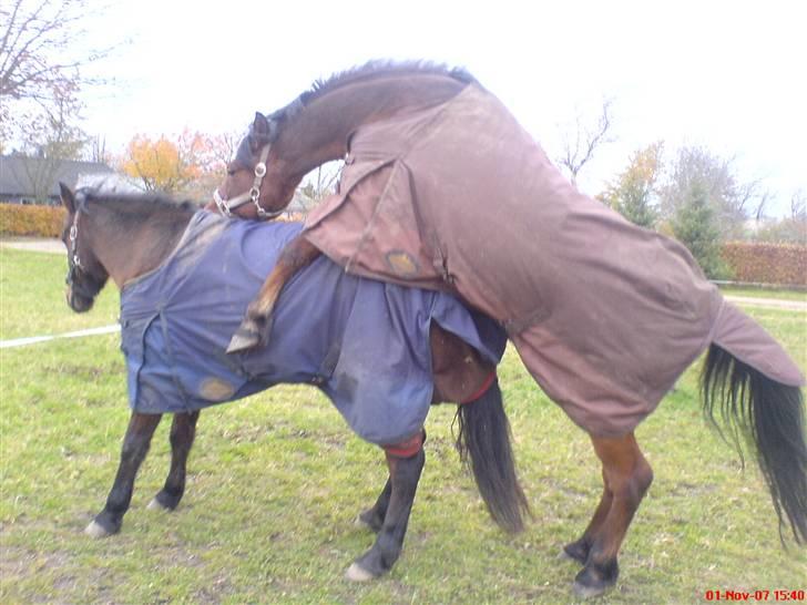 Anden særlig race Laban (søsters)- solgt billede 6