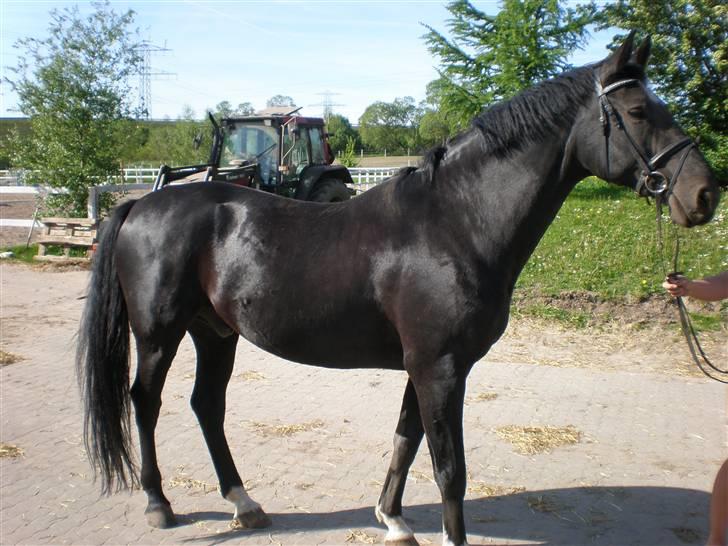 Dansk Varmblod Flintegårdens Chagall R.I.P. billede 6