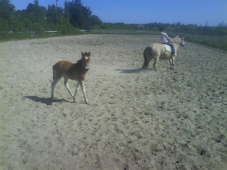Gotlandsruss Juel´s Frigg "solgt" - 3 uger gammel, mor er ude og ride, så fik lov til at komme med på banen og lege. billede 17