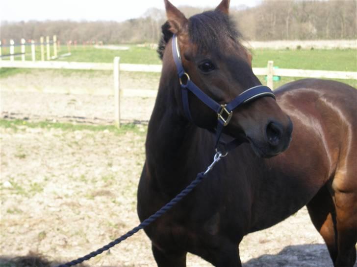 Anden særlig race Tamara *solgt* billede 3