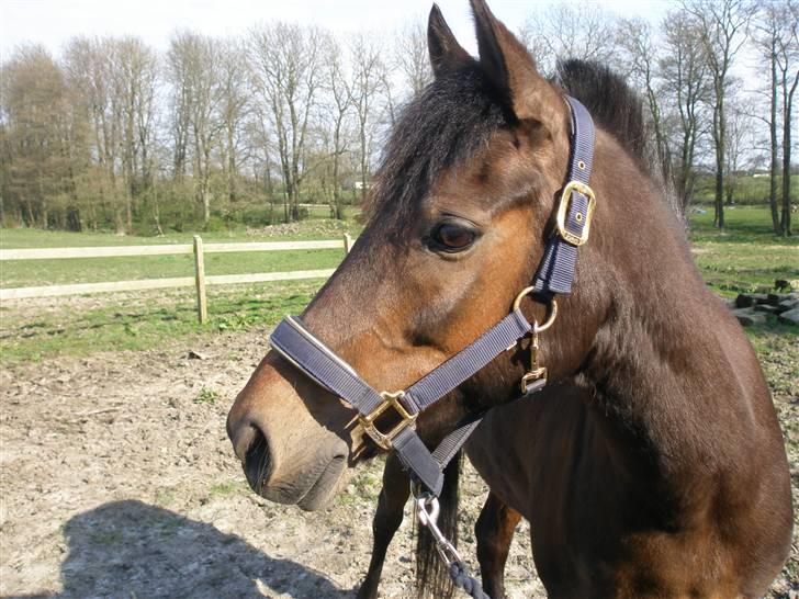 Anden særlig race Tamara *solgt* billede 4