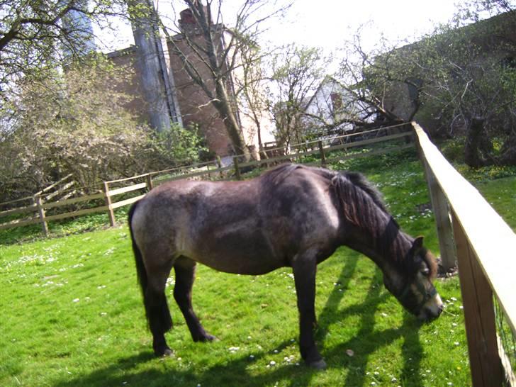 Welsh Pony (sec B) Jasmin *R.I.P* billede 14