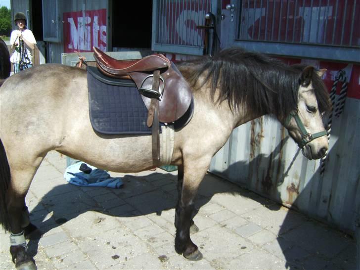 Welsh Pony (sec B) Jasmin *R.I.P* billede 16