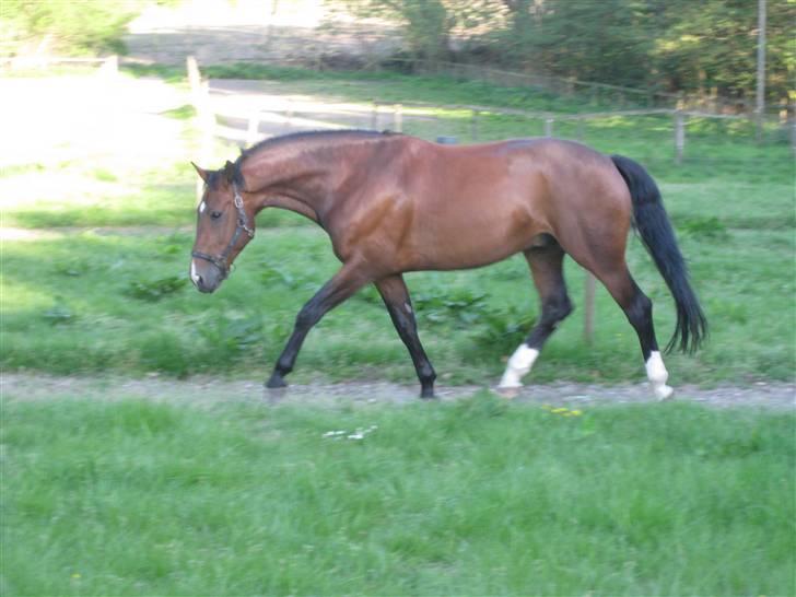 Dansk Varmblod                                    - Lantino (Mule - Velkommen til den dejligste hest: Lantino :) billede 1