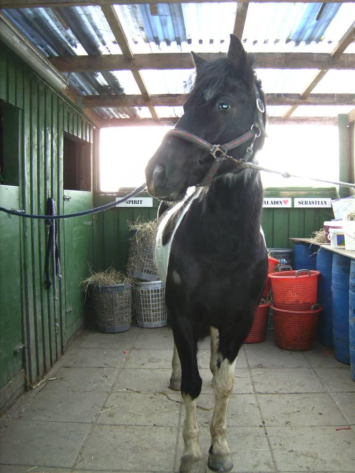 Anden særlig race Anniisa *GAMMEL PART* - <3  billede 17