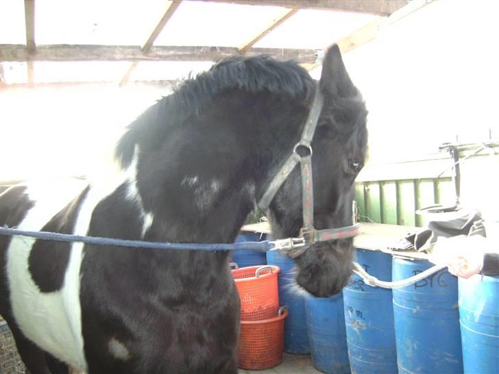 Anden særlig race Anniisa *GAMMEL PART* - <3 billede 18