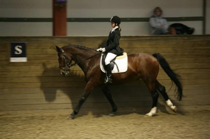 Dansk Varmblod                                    - Lantino (Mule - LC2 på FYR d. 3 oktober 2009 :) (3.plads) billede 3